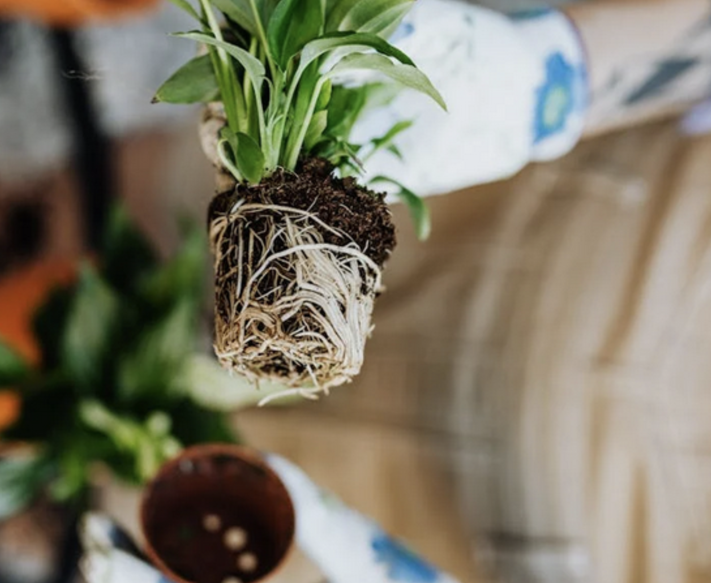 El Error que Ahoga tus Plantas