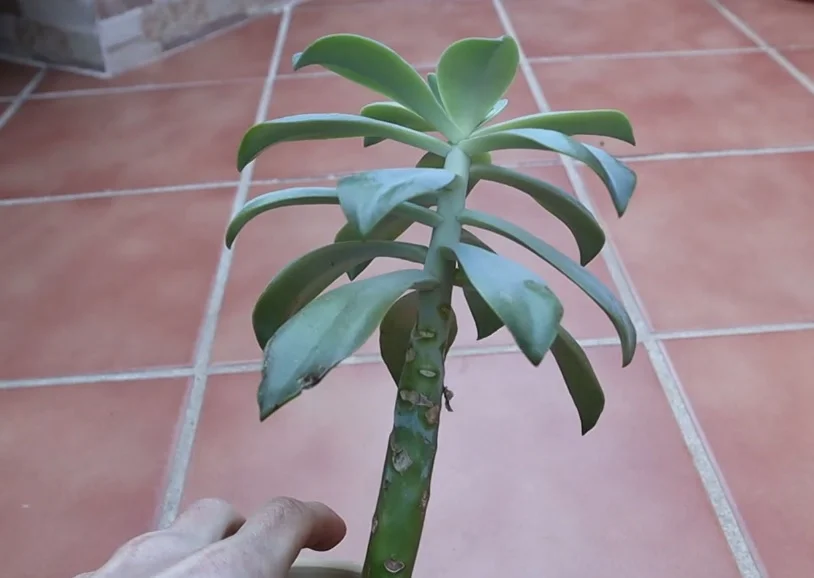 Gestos que transformarán tus plantas (la luz)