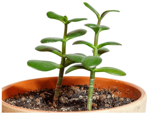 Etiolación en Suculentas: Cómo Detectarla, Prevenirla y Recuperar tus Plantas