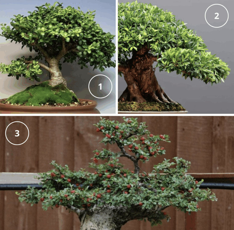 Bonsáis para Principiantes: Consejos Básicos para un Cultivo Exitoso