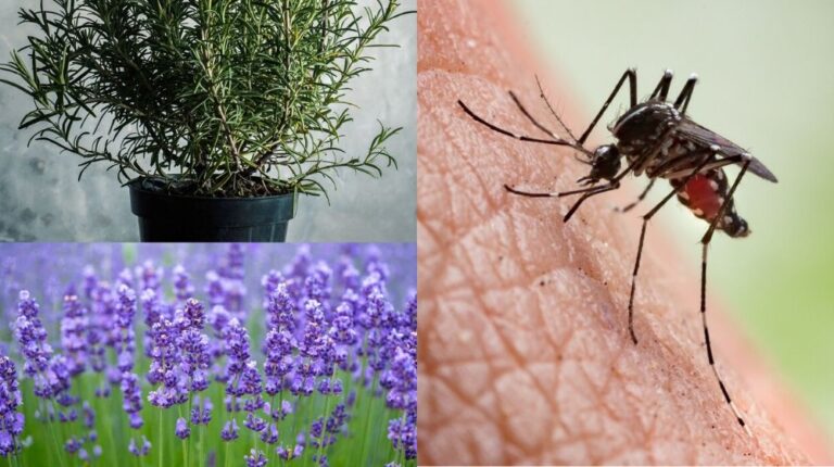 Plantas Repelentes de Insectos: La Solución Natural para un Hogar Libre de Insectos