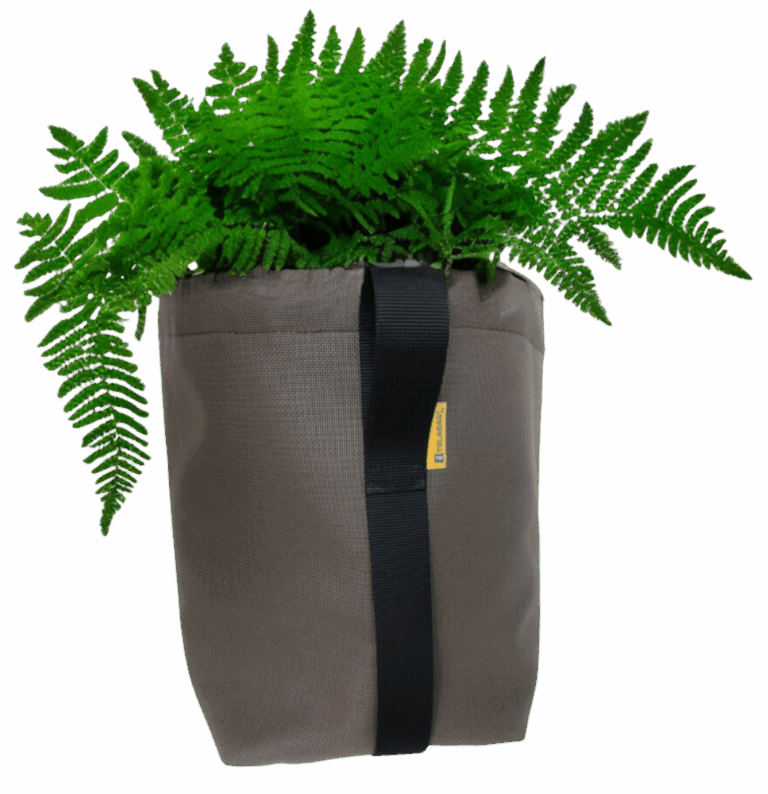 Cómo Revitalizar un Helecho Seco: